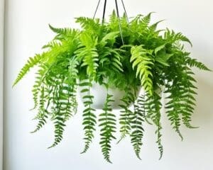 Top Indoor Plants to Purify Your Air