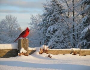 what does a red cardinal mean